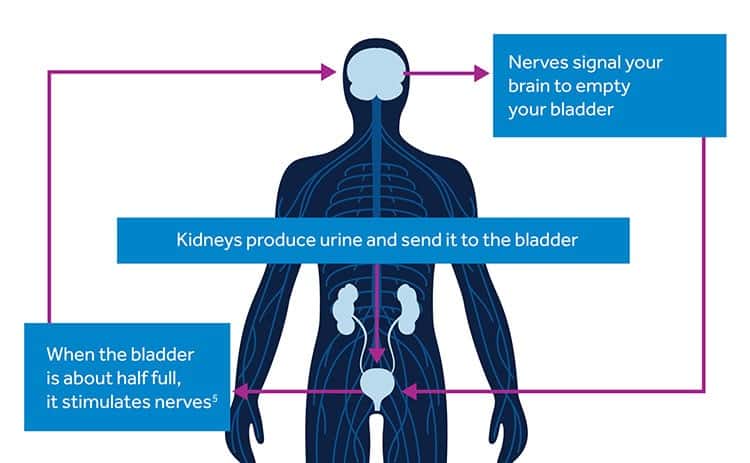 medtronic bladder control